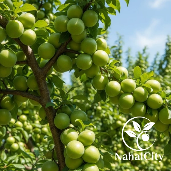 نهال گوجه سبز سررودی